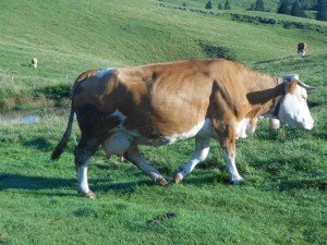 A Tropinar or cow bell