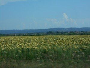 Fields of sunflowers in Hungary