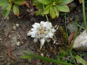 Edelweiss - so happy to see you!