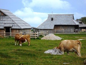 Stans and cows