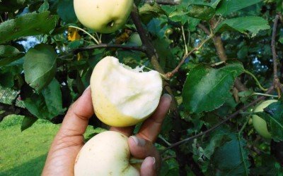 Art Blog: Italy to Slovenia