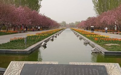 China: Butterflies and tulips